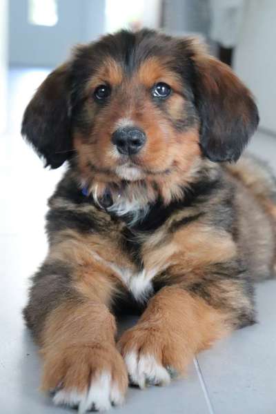 Welpen Bilder !-Beitrag-Bild