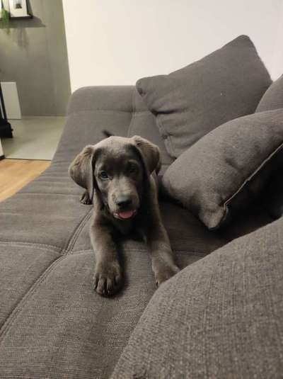 Dogorama Photo Challenge - Herzenshund-Beitrag-Bild