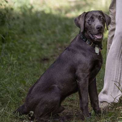 Hundetreffen-Wir suchen freundliche 🐕🙋🏼‍♀️🙋🏽 Bekanntschaften-Bild