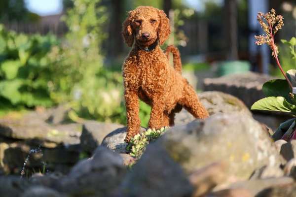 Hundetreffen-Gassirunde zum Hundefreunde finden-Bild