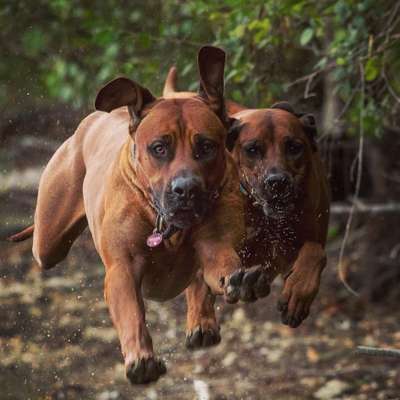 Hundeauslaufgebiet-Peringsmaar-Bild