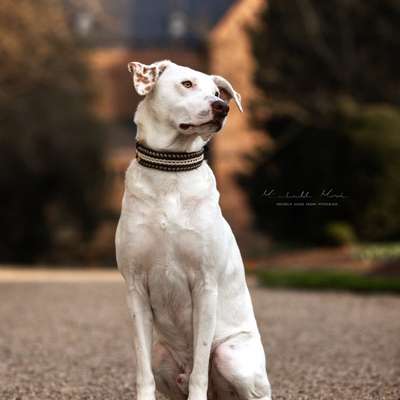 Hundetreffen-Bailey freut sich über Spiel Treffen-Bild