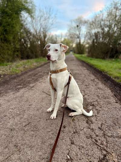 Hundetreffen-Bailey sucht Spielpartner-Bild