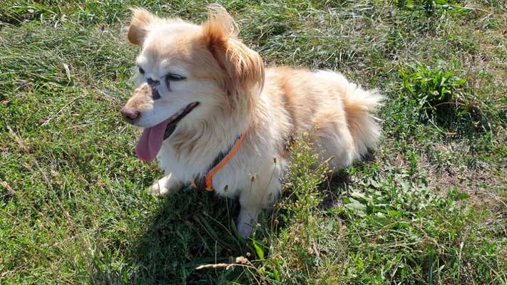 Mischlinge raten - Rätselspaß-Beitrag-Bild