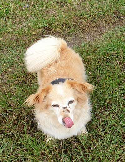 Mischlinge raten - Rätselspaß-Beitrag-Bild