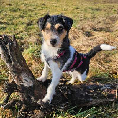 Hundetreffen-Terrier sucht Hundefreundschaft-Bild