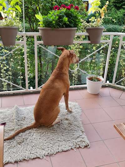 Windhunde - Treffen der besonderen Schönheiten
HERZLICH WILLKOMMEN-Beitrag-Bild