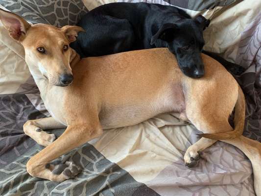 Die Dogorama Kalender Challenge Titelbild-Beitrag-Bild