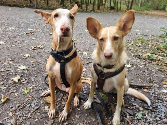 Podencomischling oder Podenco-Beitrag-Bild