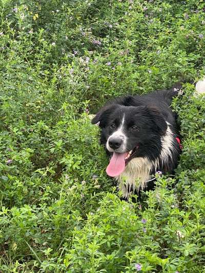 Die Dogorama Monats Challenge "Es grünt und blüht"-Beitrag-Bild