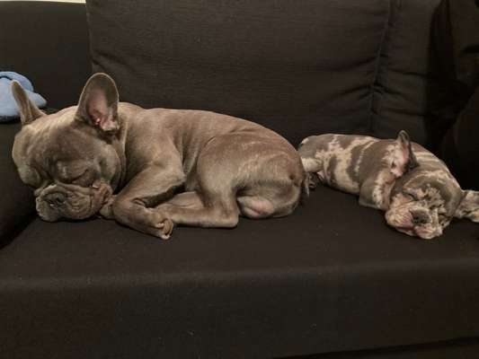 Französische Bulldoggen-Beitrag-Bild