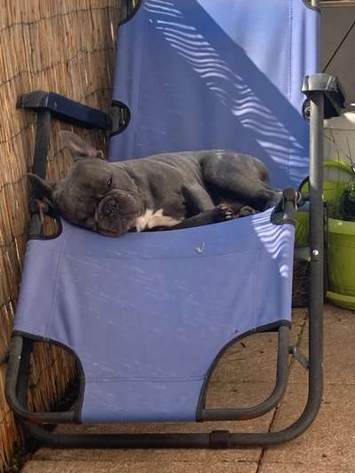 Französische Bulldoggen-Beitrag-Bild