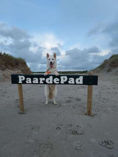 Weißer Schweizer Schäferhund-Beitrag-Bild