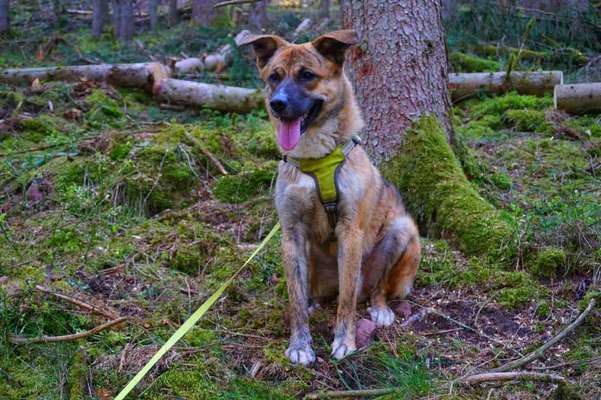 Mischlingshunde Foto Aufruf-Beitrag-Bild