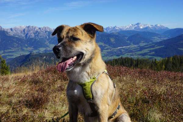 Dogorama Photo Challenge - Tierischer Urlaub-Beitrag-Bild