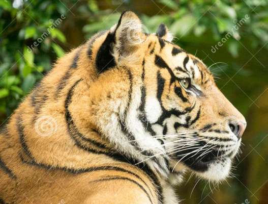 Wie heißt dein Hund?-Beitrag-Bild