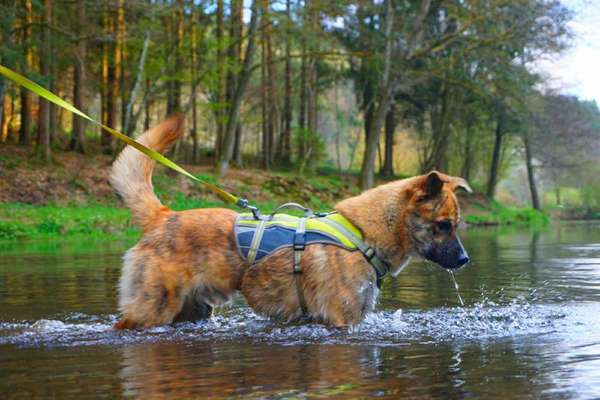 Dogorama-Monats-Challenge-Mai "Wasser"-Beitrag-Bild