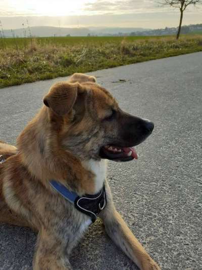 Wie heißt dein Hund?-Beitrag-Bild