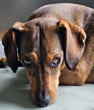 Wie kamst du zu deinem Hund?-Beitrag-Bild