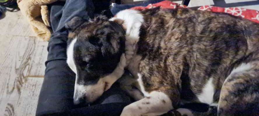 Herdenschutzhund-Beitrag-Bild