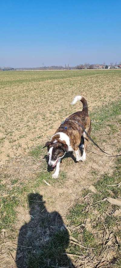 Herdenschutzhunde-Beitrag-Bild