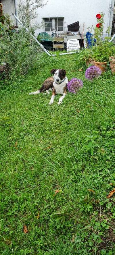 Herdenschutzhunde und Herdi-Mixe-Beitrag-Bild