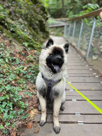 Hundetreffen-Spielfreunde gesucht!-Bild