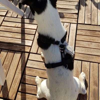 Hundetreffen-Neulussheim-Bild