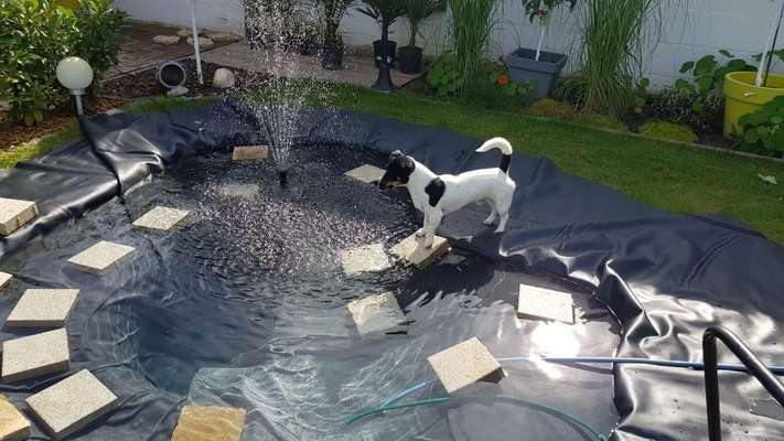 Wo sind die Jack und Parson Russell Terrier?-Beitrag-Bild