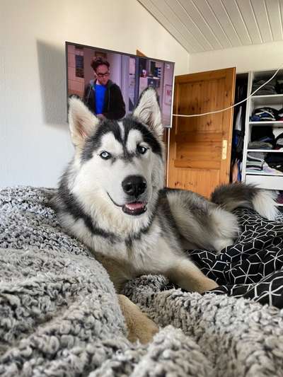 Husky-Beitrag-Bild