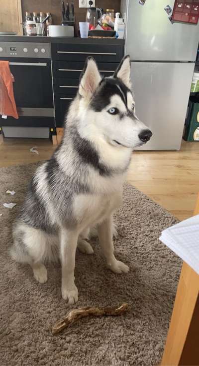 Nordische Hunde-Beitrag-Bild