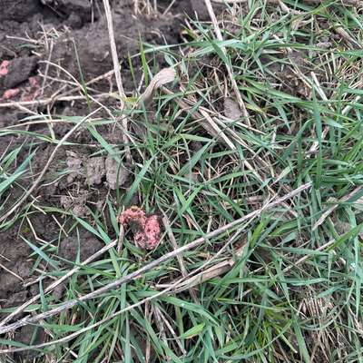 Giftköder-Möglicher Giftköder-Bild