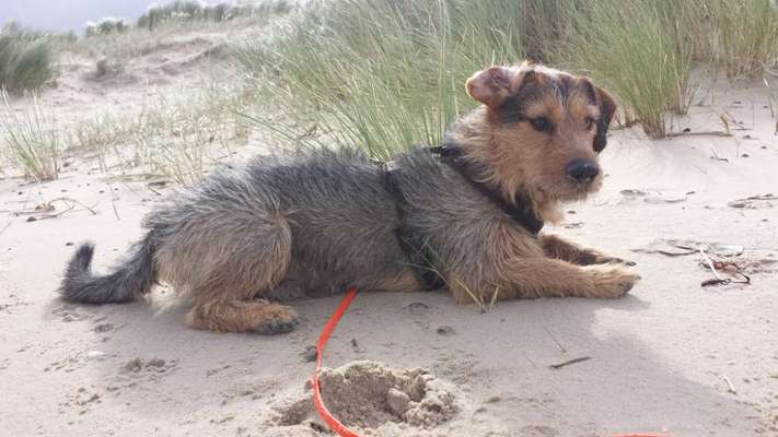 Dogorama Photo Challenge - Tierischer Urlaub-Beitrag-Bild