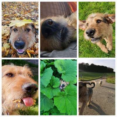 20. Collagen Challenge - "Lustige Schnappschüsse"-Beitrag-Bild