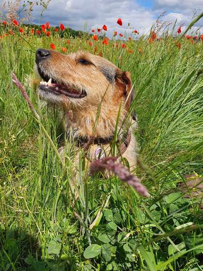 5. Hund im hohen Gras-Beitrag-Bild