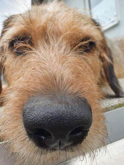 Zeigt mir die tollste Nahaufnahme von eurer Fellnase-Beitrag-Bild