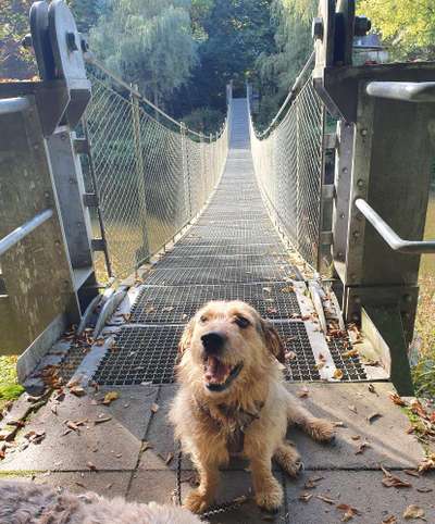 Dogorama Photo Challenge - Brücken-Beitrag-Bild