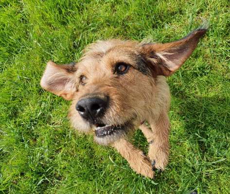 Zeigt eure verrücktesten Hundebilder-Beitrag-Bild