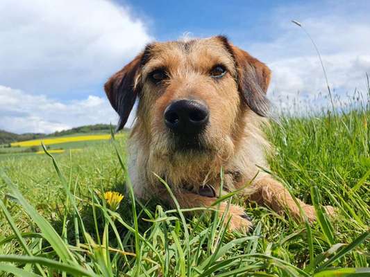 Handy Fotochallenge Nr. 52: Dein Hund mit blauem Himmel-Beitrag-Bild