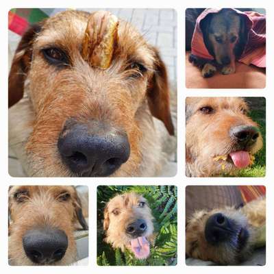 Fotocollage-Beitrag-Bild