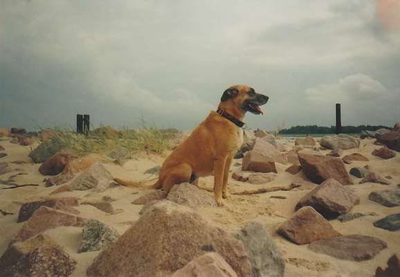 Fotochallenge Nr. 104 : Hommage an deinen ersten Hund-Beitrag-Bild