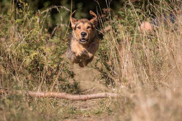 Die Dogorama Kalender Challenge Teil 1/4-Beitrag-Bild