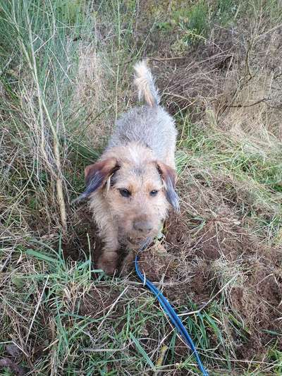 Immer der Nase nach - die schönsten Jagdhund-Bilder-Beitrag-Bild