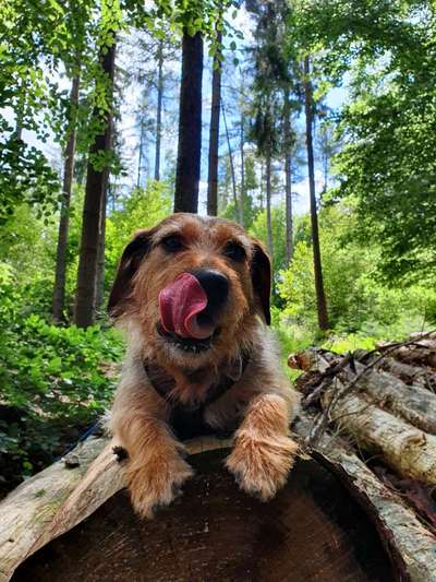 Tongue Out Tuesday-Beitrag-Bild