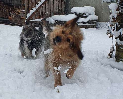 Dogorama Photo Challenge - Winterstimmung-Beitrag-Bild