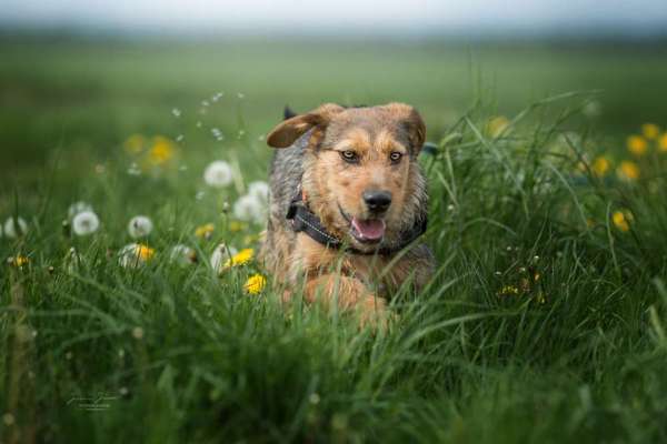 Die Dogorama Kalender Challenge Teil 3/4-Beitrag-Bild