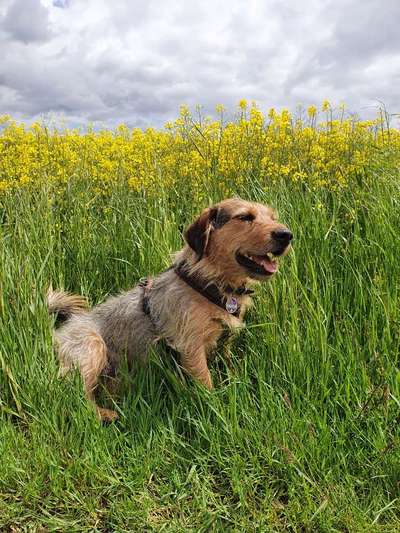 wo sind die Dackelfreunde-Beitrag-Bild