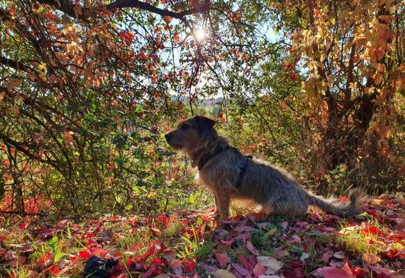 Herbst🍁-Beitrag-Bild