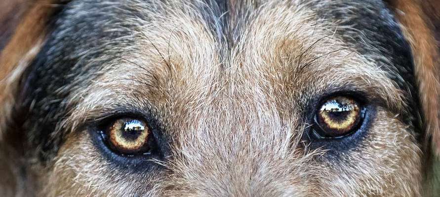 Die Augen Deines Hundes-Beitrag-Bild