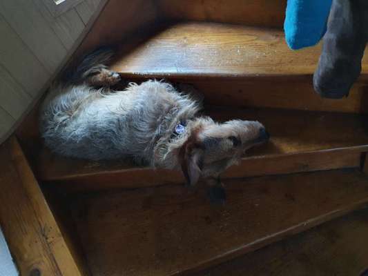 Foto Challenge 112 
ungewöhnliche Schlafplätze-Beitrag-Bild